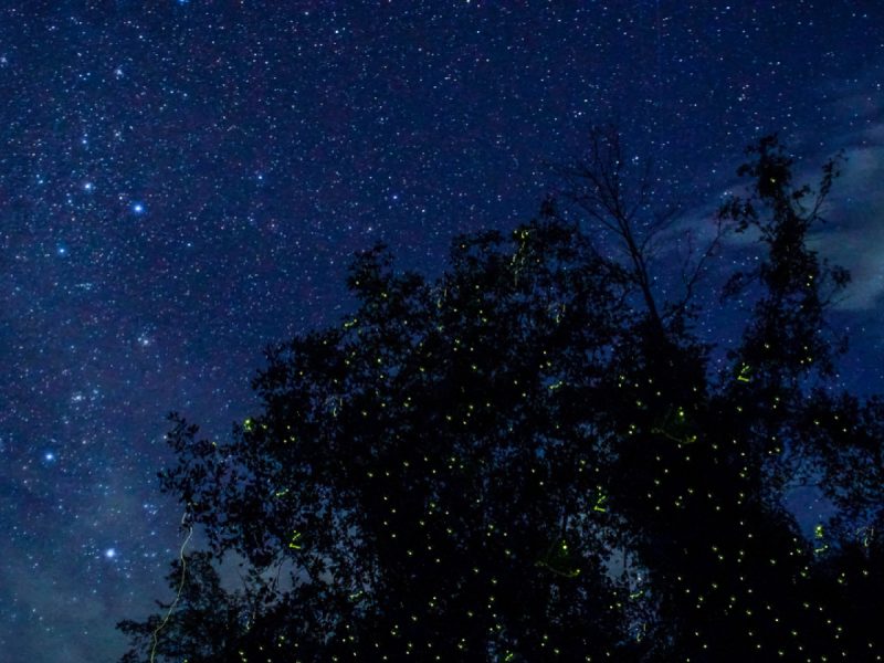 [Private Tour] Fireflies & Bukit Melawati Tour