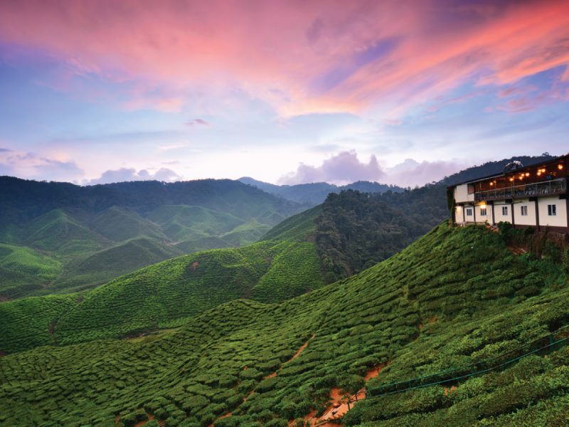 [Private Tour]Cameron Highland Day Trip